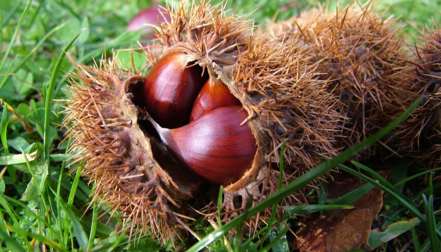 Caduta dei capelli in autunno, perché?